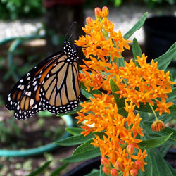 Milkweed-Butterfly Weed